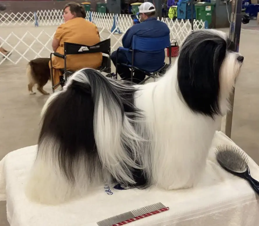 A black and white shih tzu on a table at a dog show.