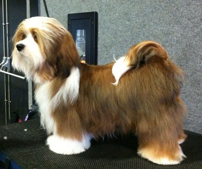 A brown and white Havanese dog standing on top of a table.