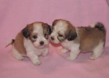 Two shih tzu puppies on a pink background.