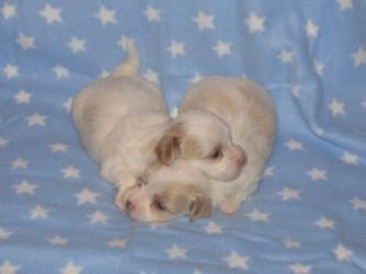 Two white and brown puppies laying on a blue blanket.