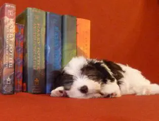 A black and white puppy laying next to a stack of books.