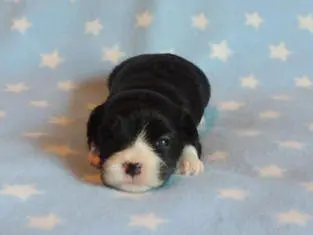 A black and white puppy laying on a blue blanket.