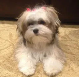 A small white and brown dog sitting on the carpet.