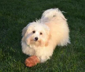 A small white dog with a toy in its mouth.
