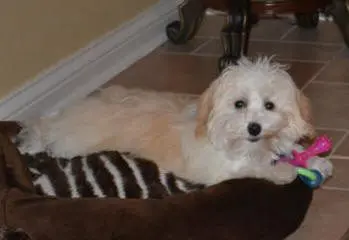 A small white dog laying in a striped dog bed.
