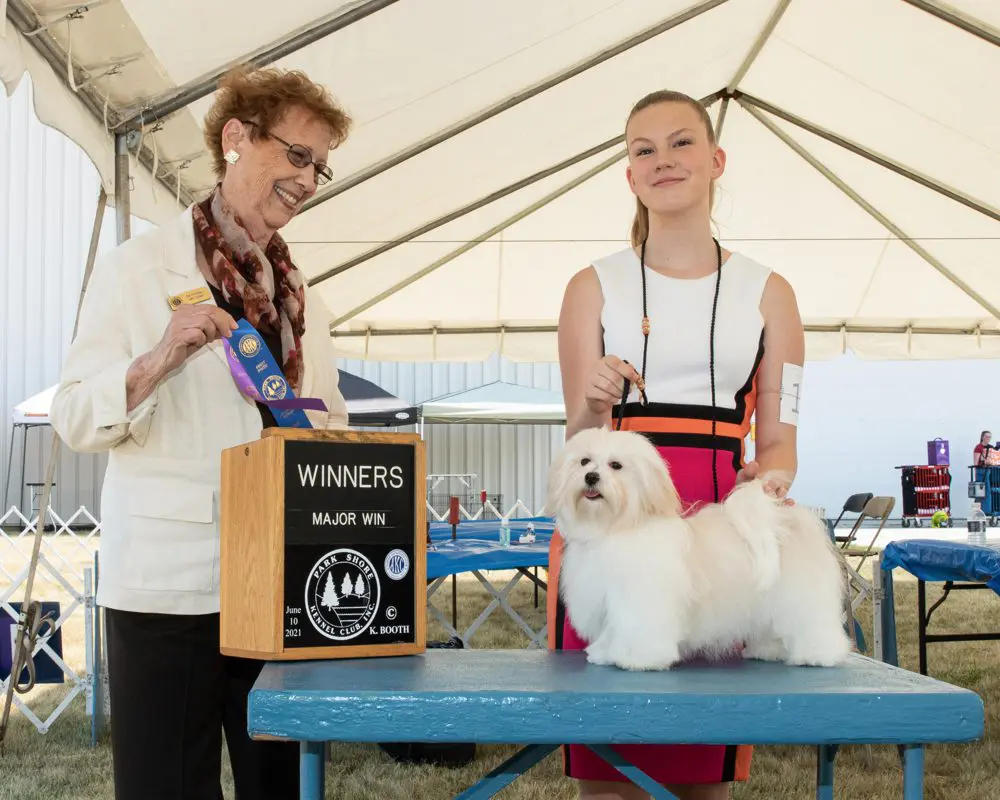 A woman is standing next to a white dog at a dog show featuring Havanese puppies.