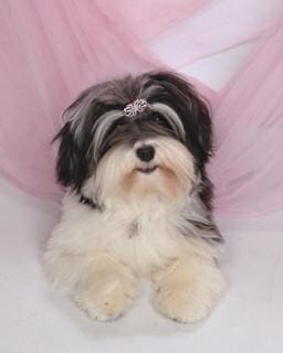 A small black and white dog sitting on a pink background.