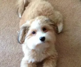 A small brown and white dog laying on the carpet.