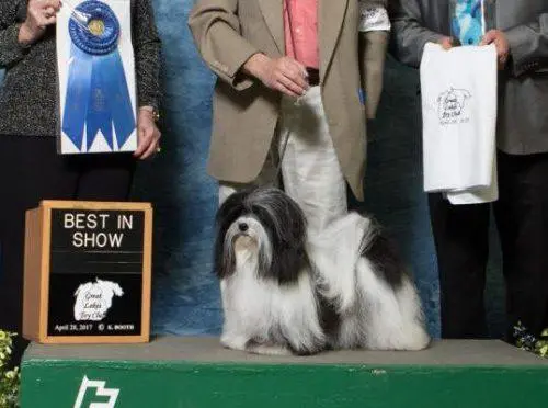 A group of people standing next to a Havanese dog on a podium.