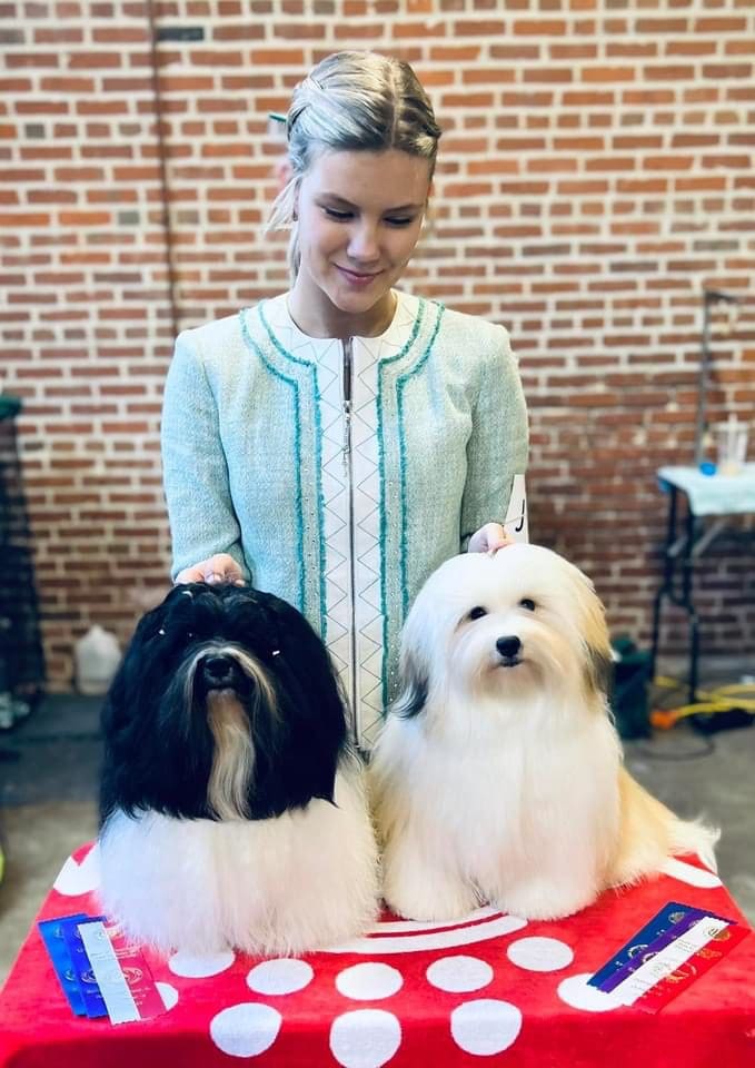 Two Shih Tzus and a Chihuahua on a table.